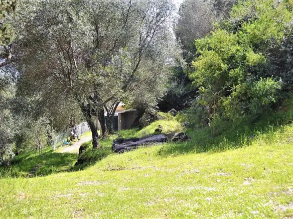 For Sale Land 7000 M² In Corfu