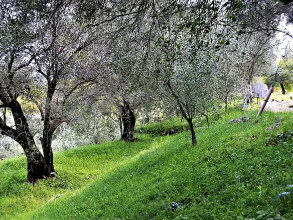 For Sale Land 7000 M² In Corfu
