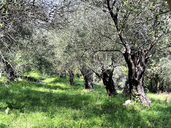 For Sale Land 4000 M² In Corfu