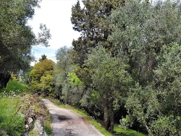 For Sale Land 4000 M² In Corfu