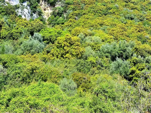 Land In Corfu, Greece