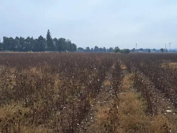 Land In Thermi, Greece