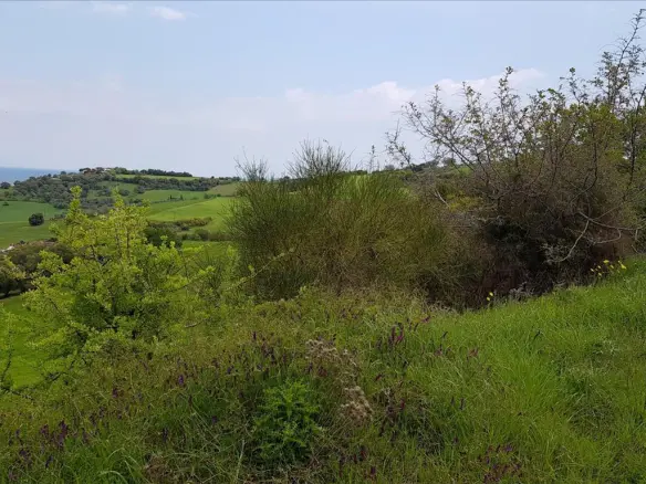 Land In Aristotle, Greece