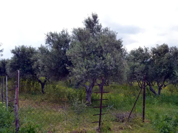 Land In Gazi, Greece
