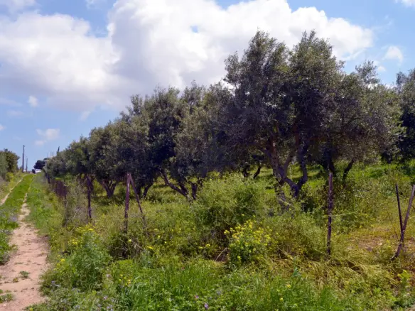 Land In Gazi, Greece