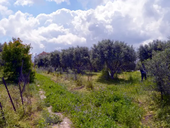 Land In Gazi, Greece