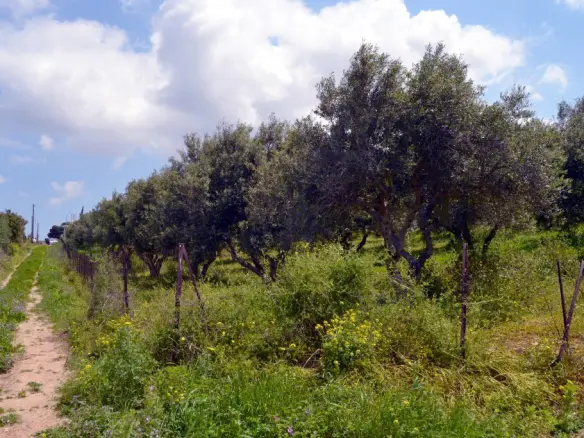 For Sale Land 4700 M² In Crete