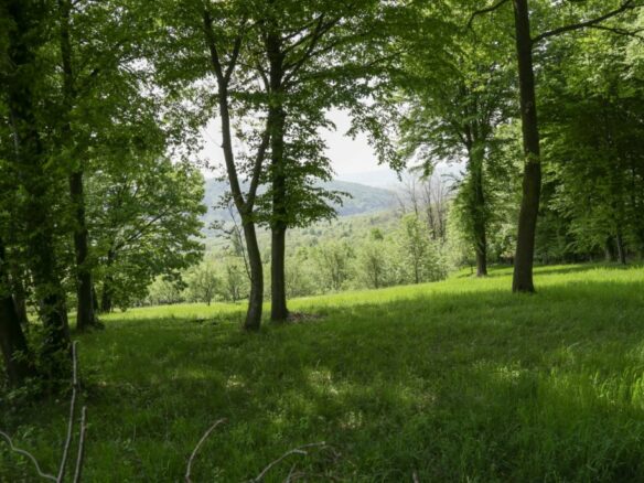 Owner: Unique 8,000sqm Luxury Estate – Restored Heritage Cottage & Modern Design Villa, Muscel Area