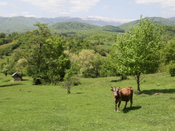 Owner: Unique 8,000sqm Luxury Estate – Restored Heritage Cottage & Modern Design Villa, Muscel Area