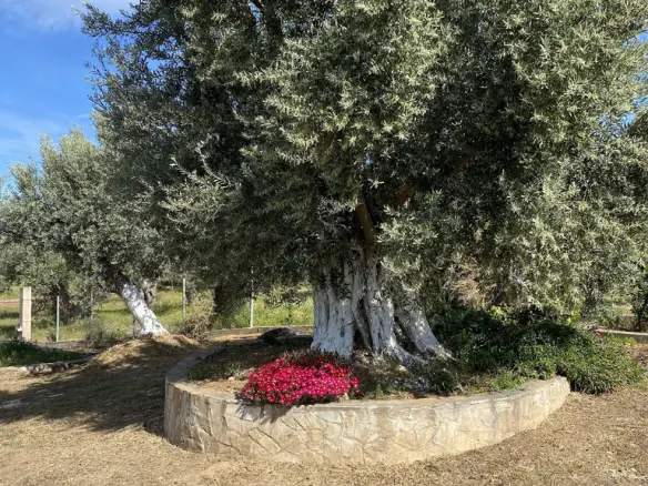 Detached House In Messapia, Greece (150 M²)