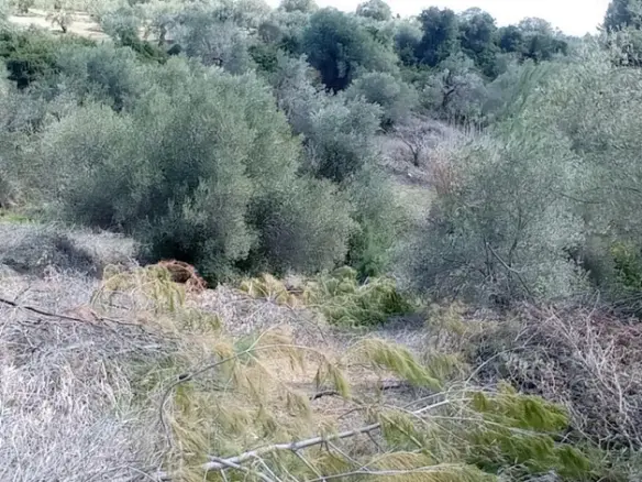 Land In Kassandra, Greece
