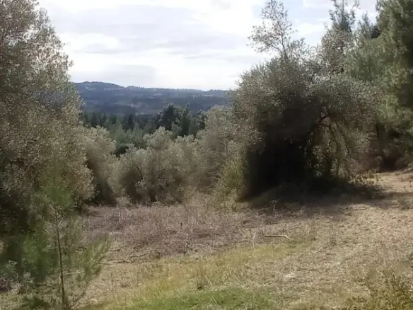 Land In Kassandra, Greece