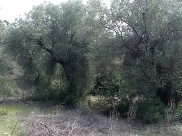 Land In Kassandra, Greece