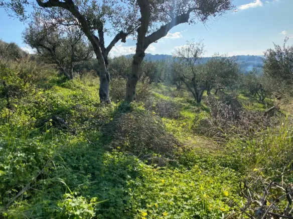 Land In Kolimvari, Greece