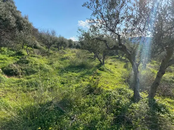 Land In Kolimvari, Greece