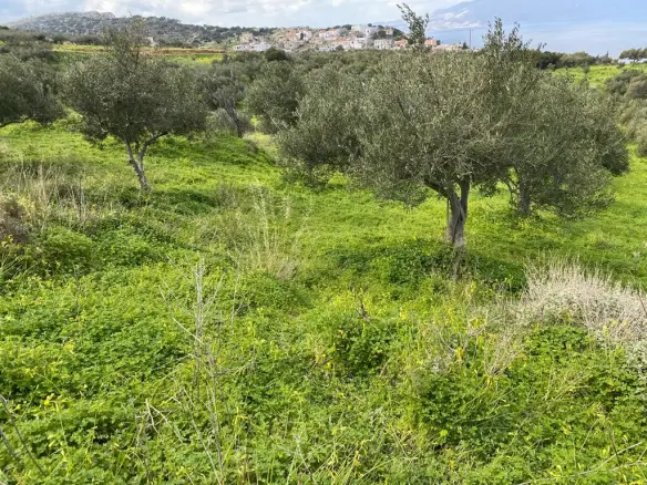 Land In Kolimvari, Greece