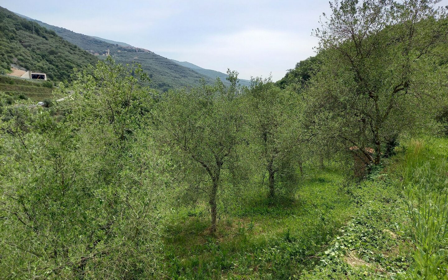 V22 Entroterra Di Imperia A Lucinasco Struttura In Cemento Armato E Terreno Con Uliveto