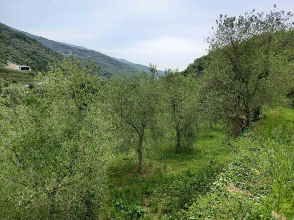 V22 Entroterra Di Imperia A Lucinasco Struttura In Cemento Armato E Terreno Con Uliveto