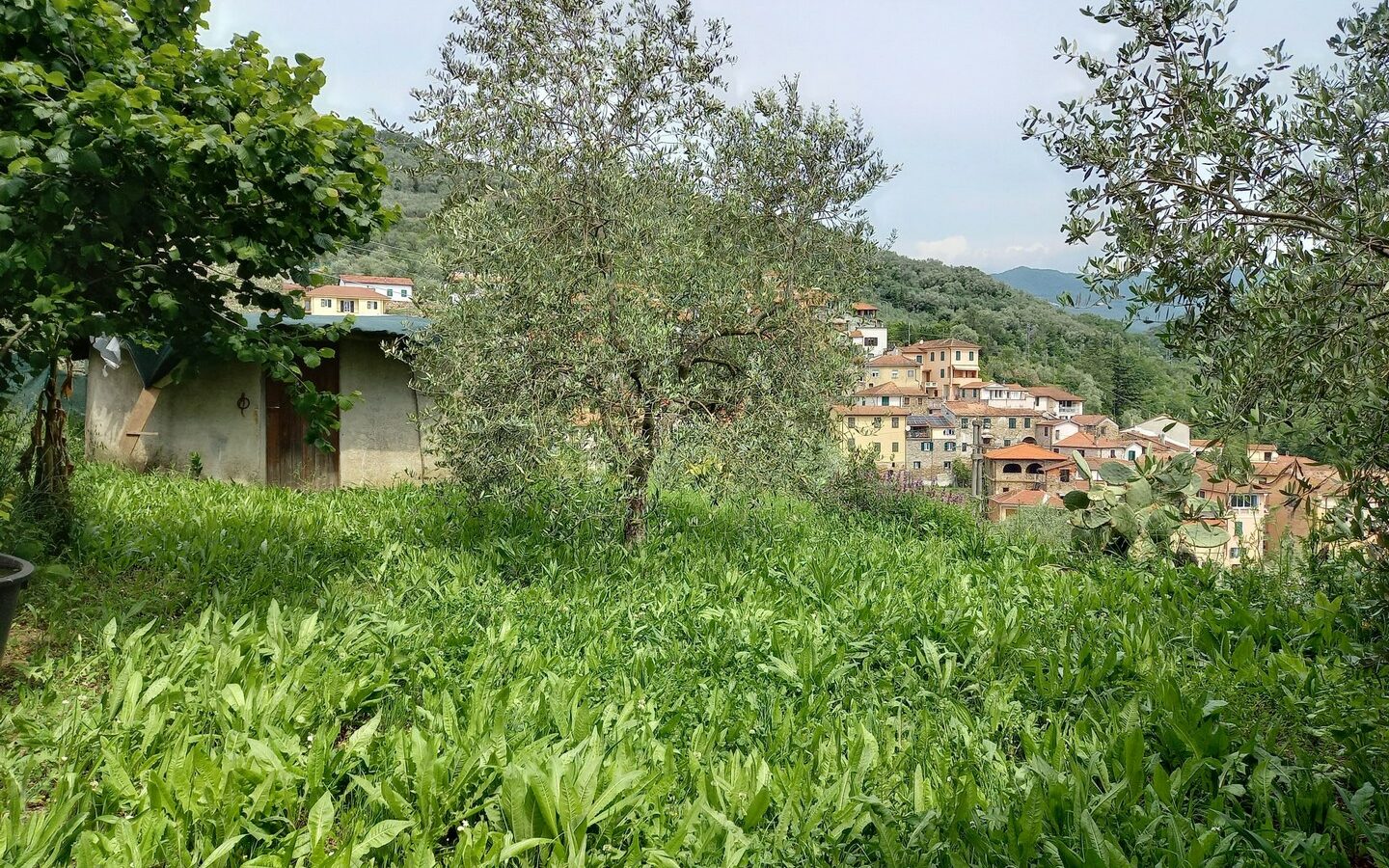 V22 Entroterra Di Imperia A Lucinasco Struttura In Cemento Armato E Terreno Con Uliveto