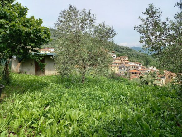 V22 Entroterra Di Imperia A Lucinasco Struttura In Cemento Armato E Terreno Con Uliveto