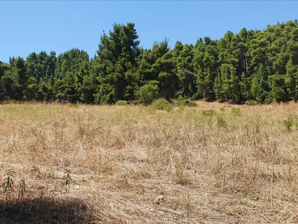 Land In Kassandra, Greece