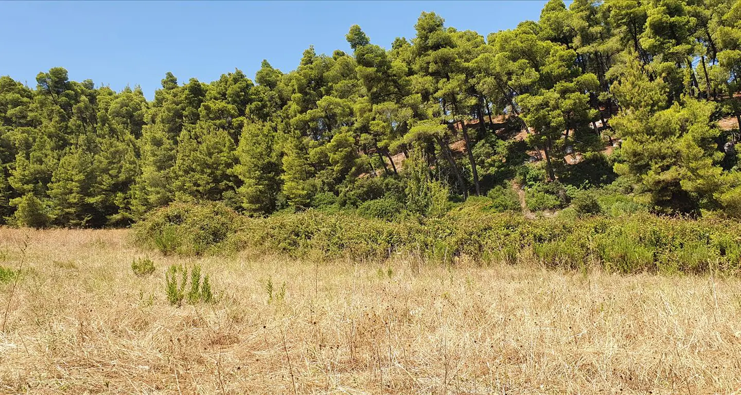 Land Of 4668 M² In Kassandra, Chalkidiki