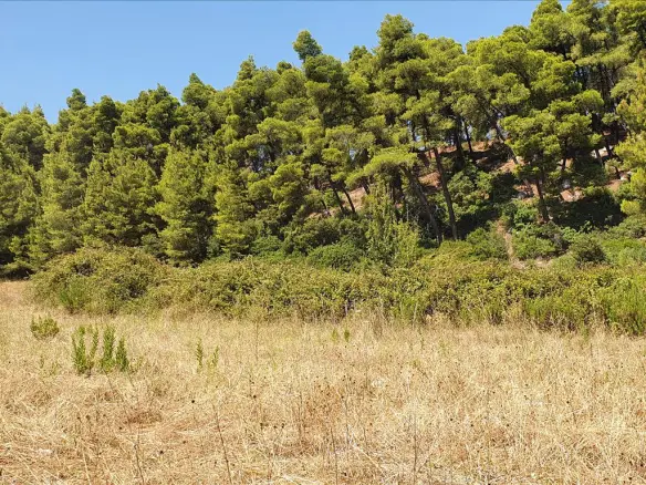 Land In Kassandra, Greece