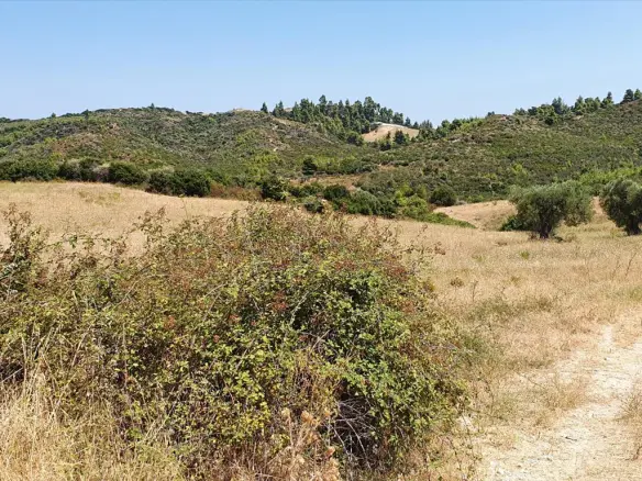Land In Kassandra, Greece