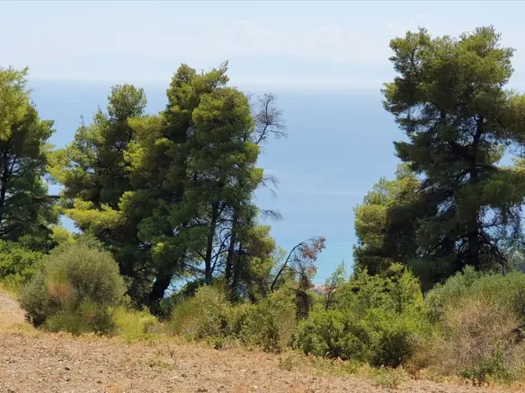 Land In Kassandra, Greece