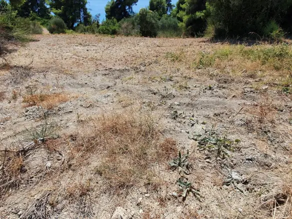 Land In Kassandra, Greece