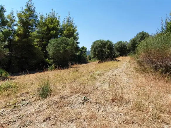 Land In Kassandra, Greece