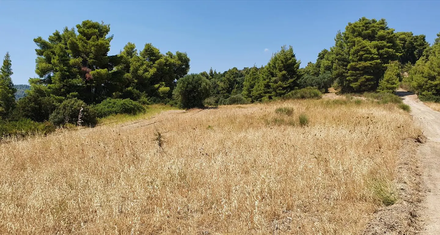 Land Of 7700 M² In Kassandra, Chalkidiki