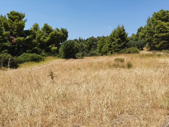 Land In Kassandra, Greece