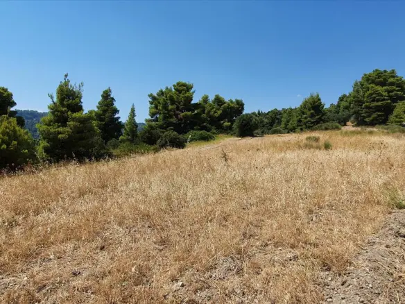 Land In Kassandra, Greece