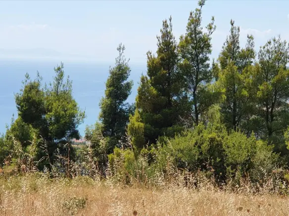 Land In Kassandra, Greece