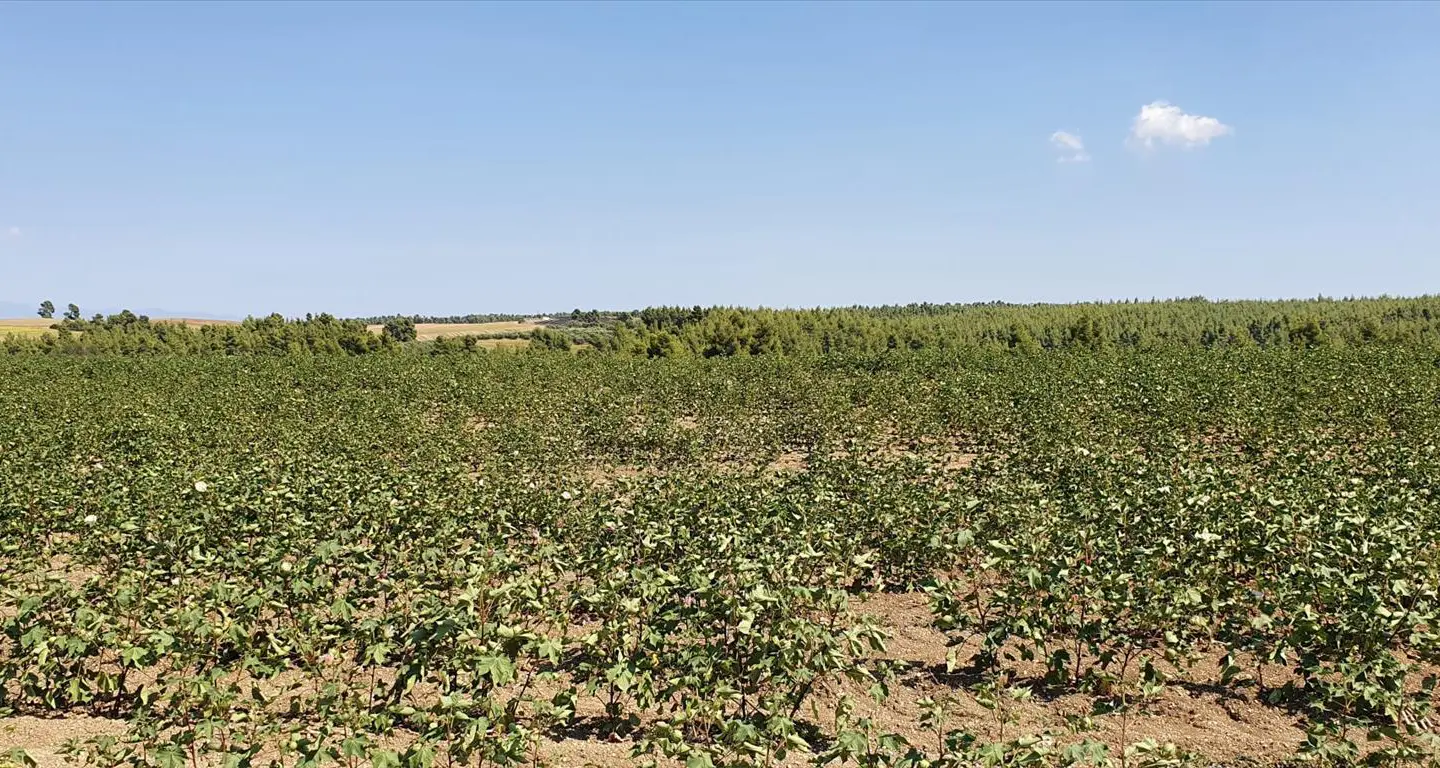 Land Of 30000 M² In Kassandra, Chalkidiki