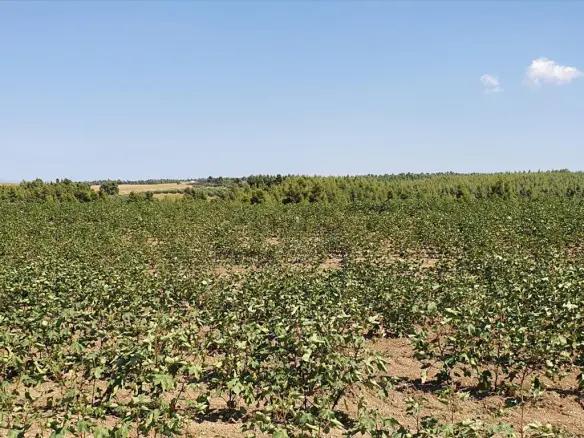 Land In Kassandra, Greece