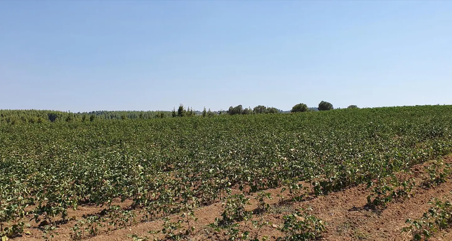 Land Of 30000 M² In Kassandra, Chalkidiki