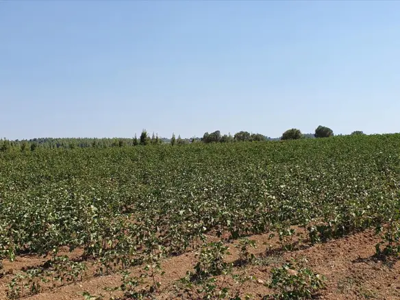 Land In Kassandra, Greece