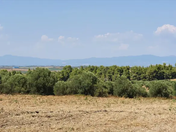 Land In Kassandra, Greece