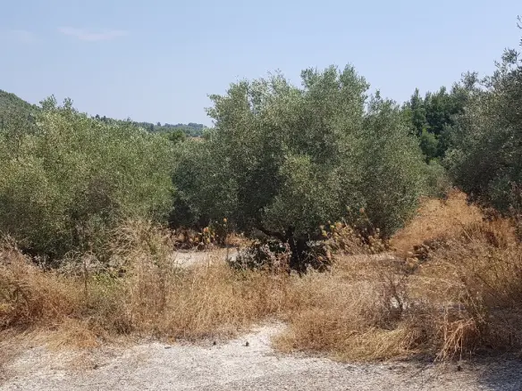 Land Of 3255 M² In Kassandra, Chalkidiki