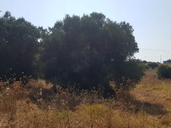 Land Of 3255 M² In Kassandra, Chalkidiki