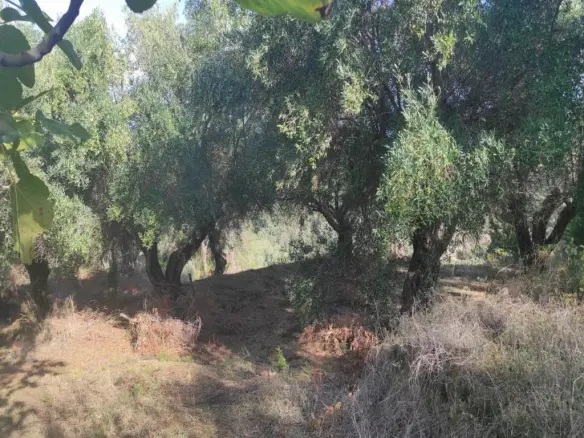 Land In Corfu, Greece