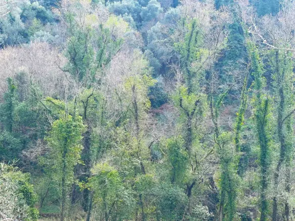 Land Of 91445 M² In Corfu