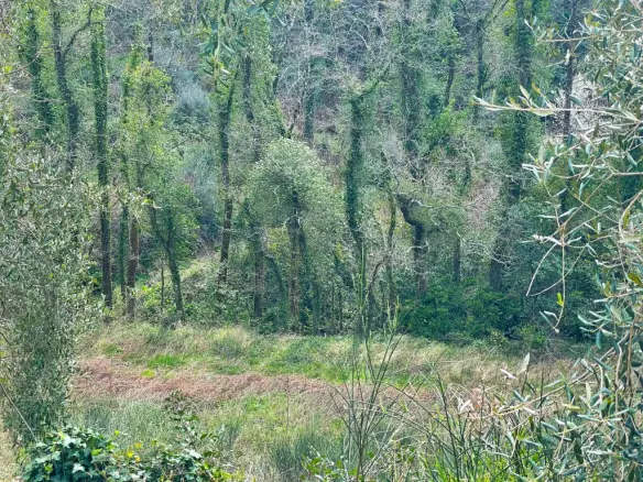 Land Of 91445 M² In Corfu