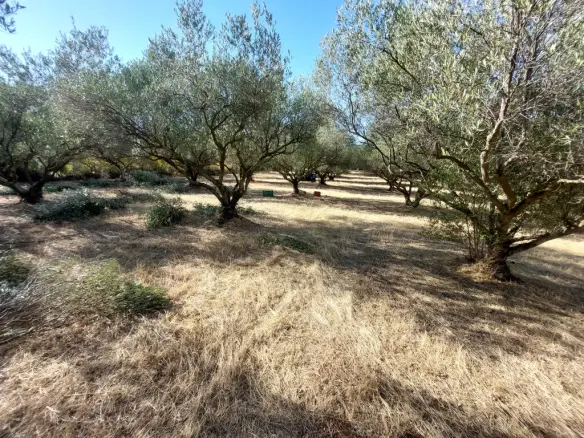 Land In Vasilika, Greece