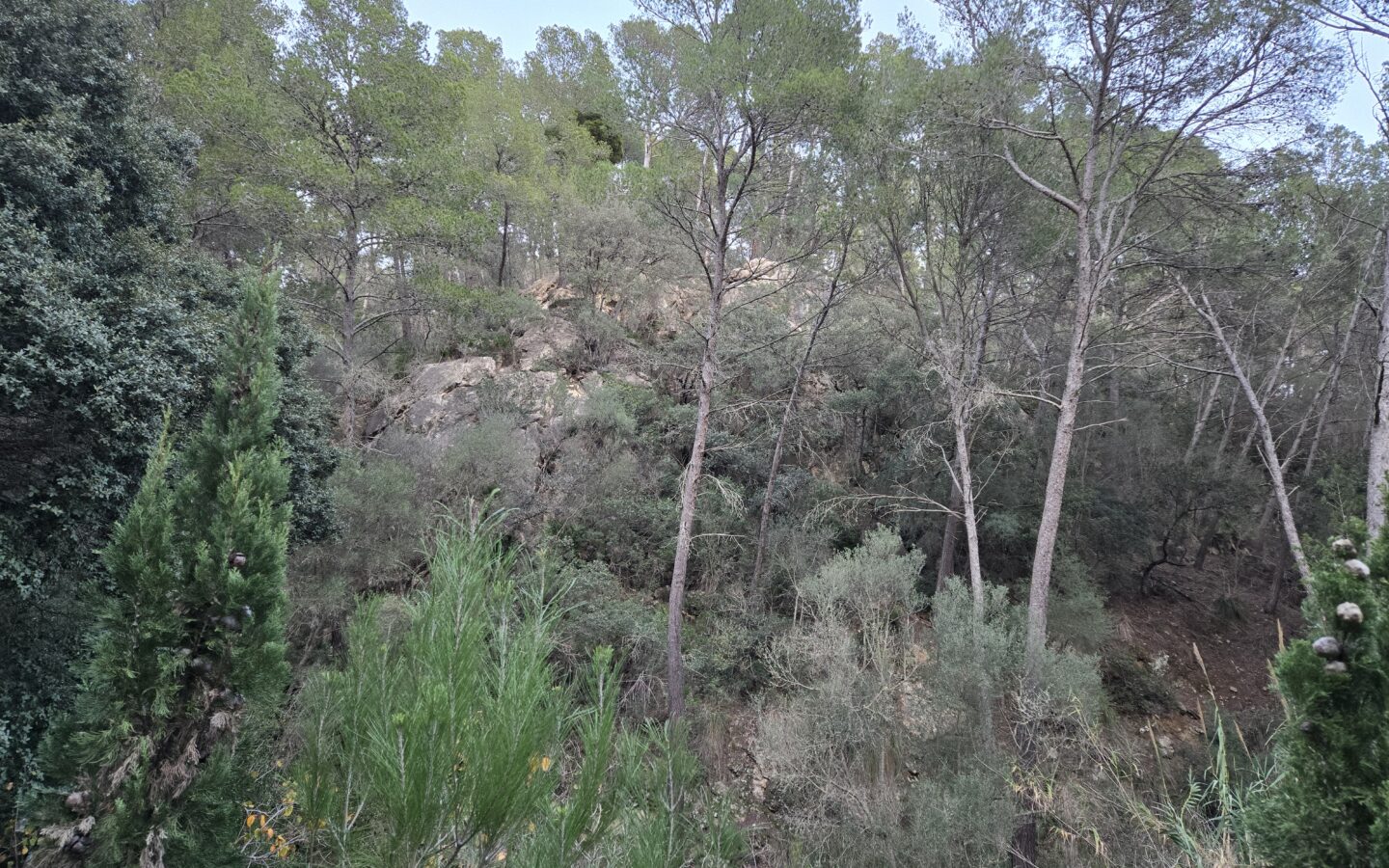 Rustic House Of 45 M² With 10,662 M² Plot In Andratx, Mallorca