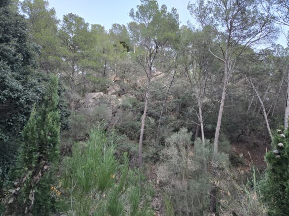 Rustic House Of 45 M² With 10,662 M² Plot In Andratx, Mallorca