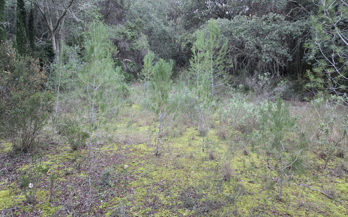 Rustic House Of 45 M² With 10,662 M² Plot In Andratx, Mallorca