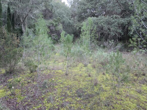 Rustic House Of 45 M² With 10,662 M² Plot In Andratx, Mallorca